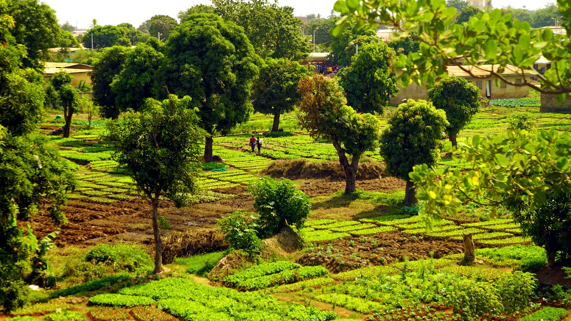 A vibrant agricultural landscape featuring lush green fields, trees, and two people working among the crops.